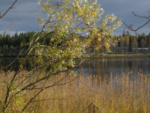 fall at the lake