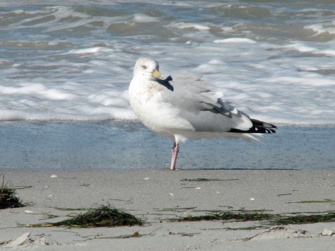 seagull ed