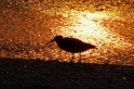 Bird on golden beach