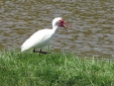 ...or the talkative ibis.