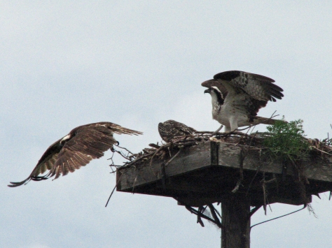 My latest picture of papa osprey on May 11
