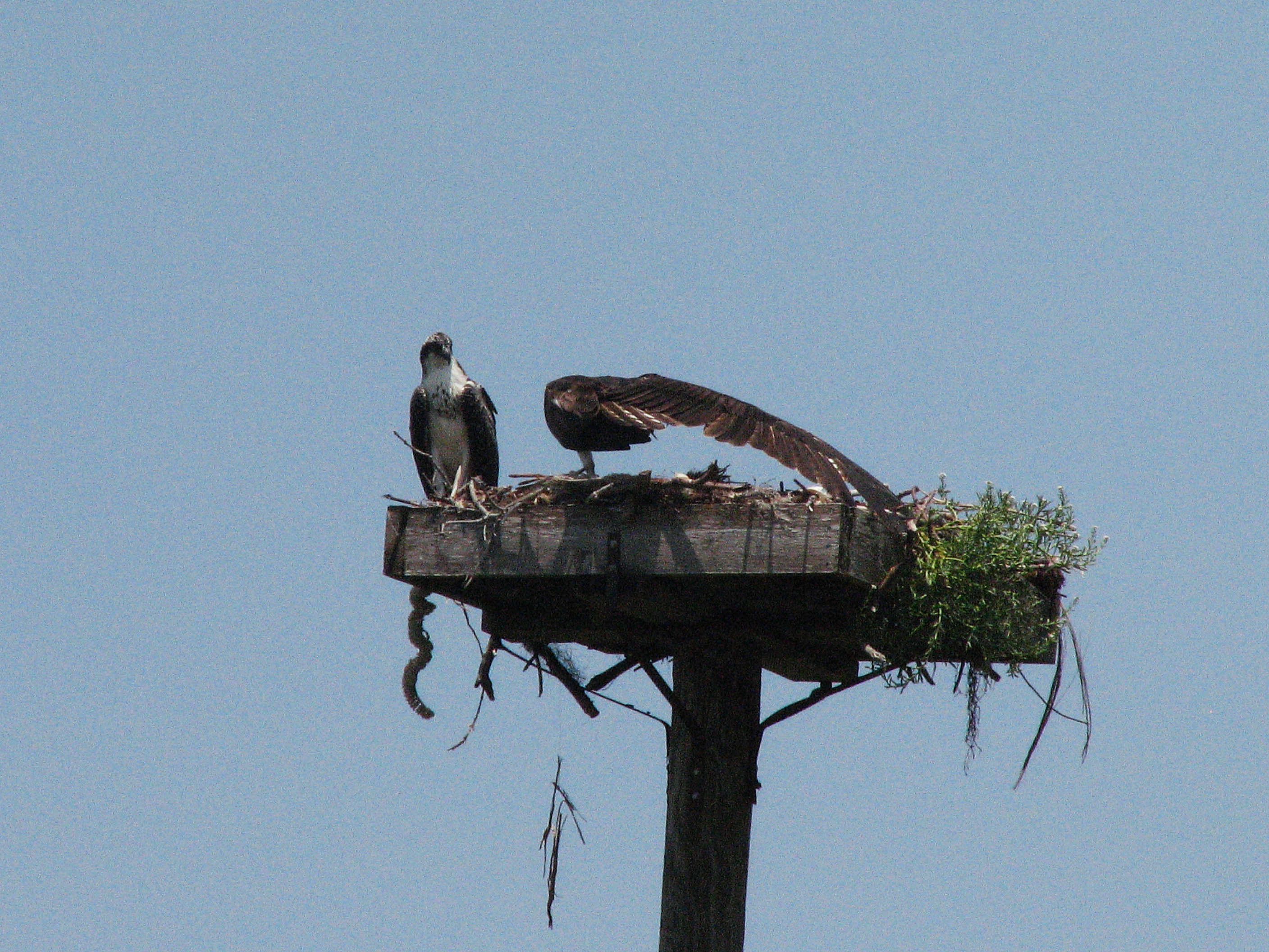 Mama osprey doing Pilates..streeetch...left, right