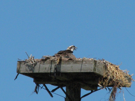 osprey juveniles alarm call