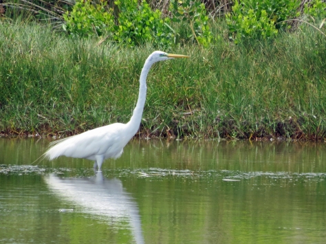 Egret in the nature reserve Sand Key Clearwater
