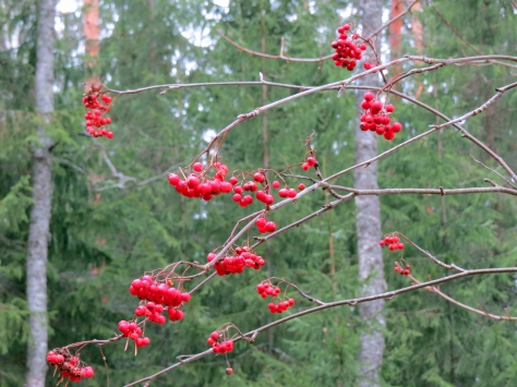Rowan-berries in the forest...