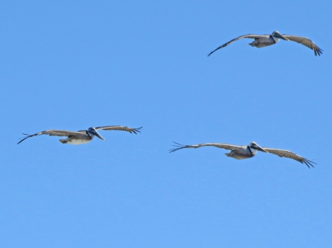trio of flying pelicans