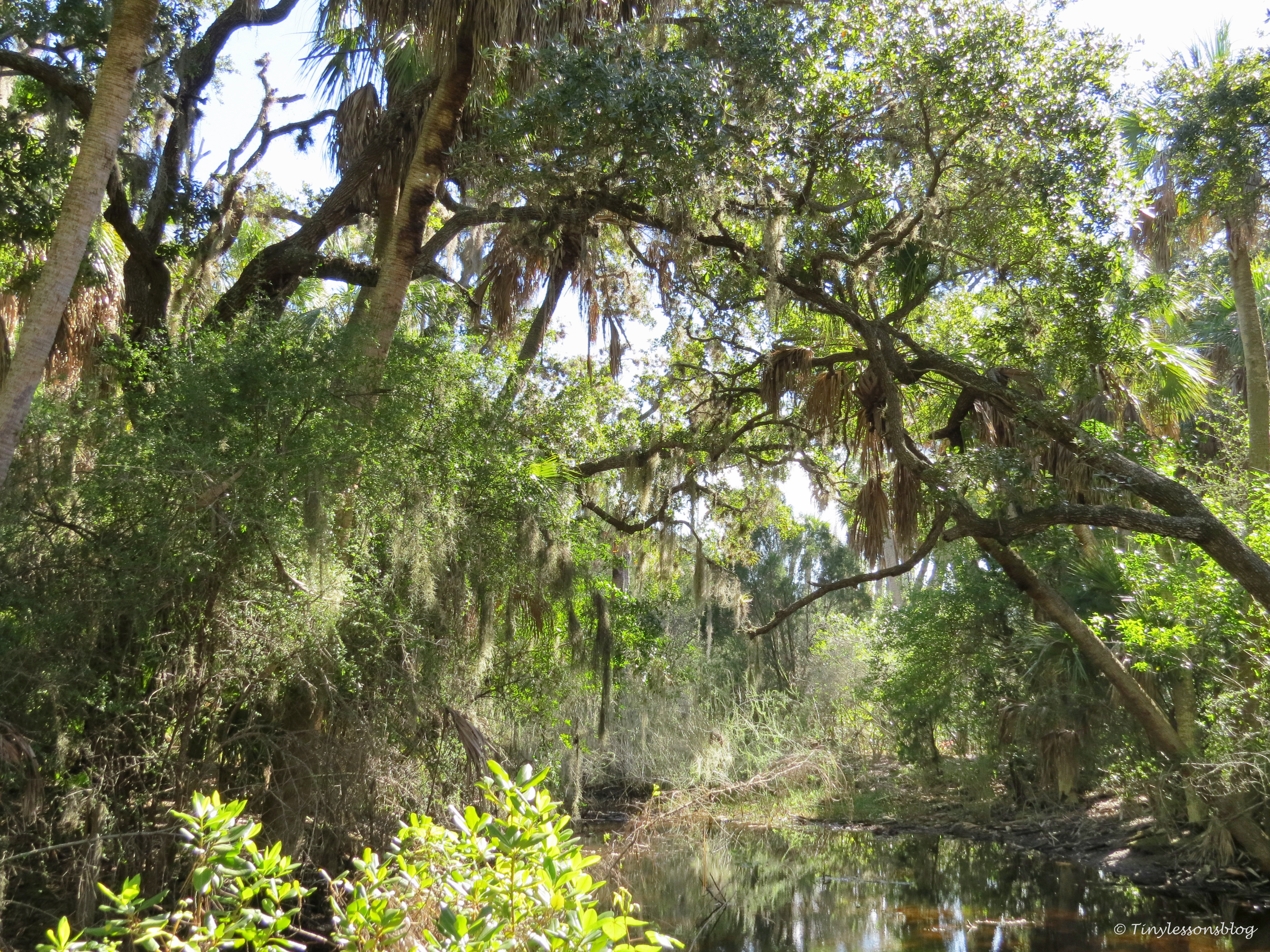 caladesi island freahwater pond  