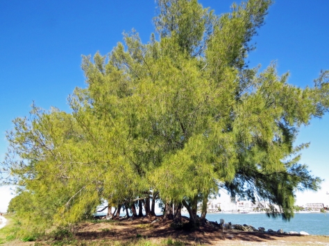 large trees in Sand key park at clearwater pass