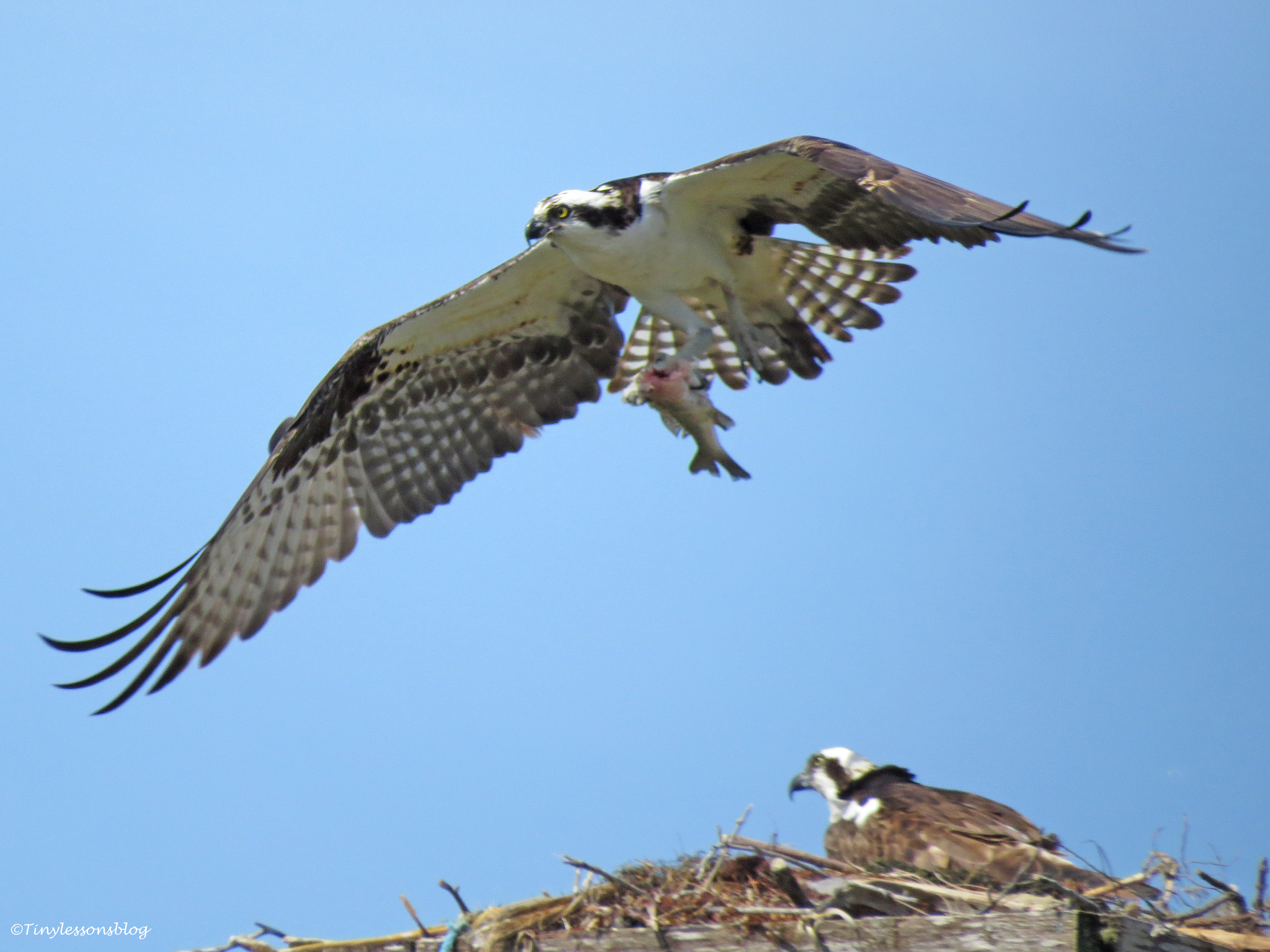 osprey flies away with the fish