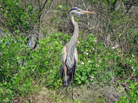 great blue heron Sand Key Park Clearwater Florida
