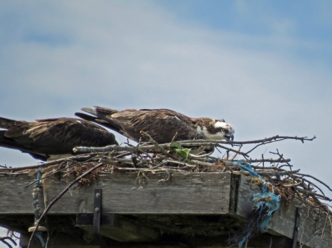 male osprey brought nest reinforcements Sand Key Park Clearwater Florida