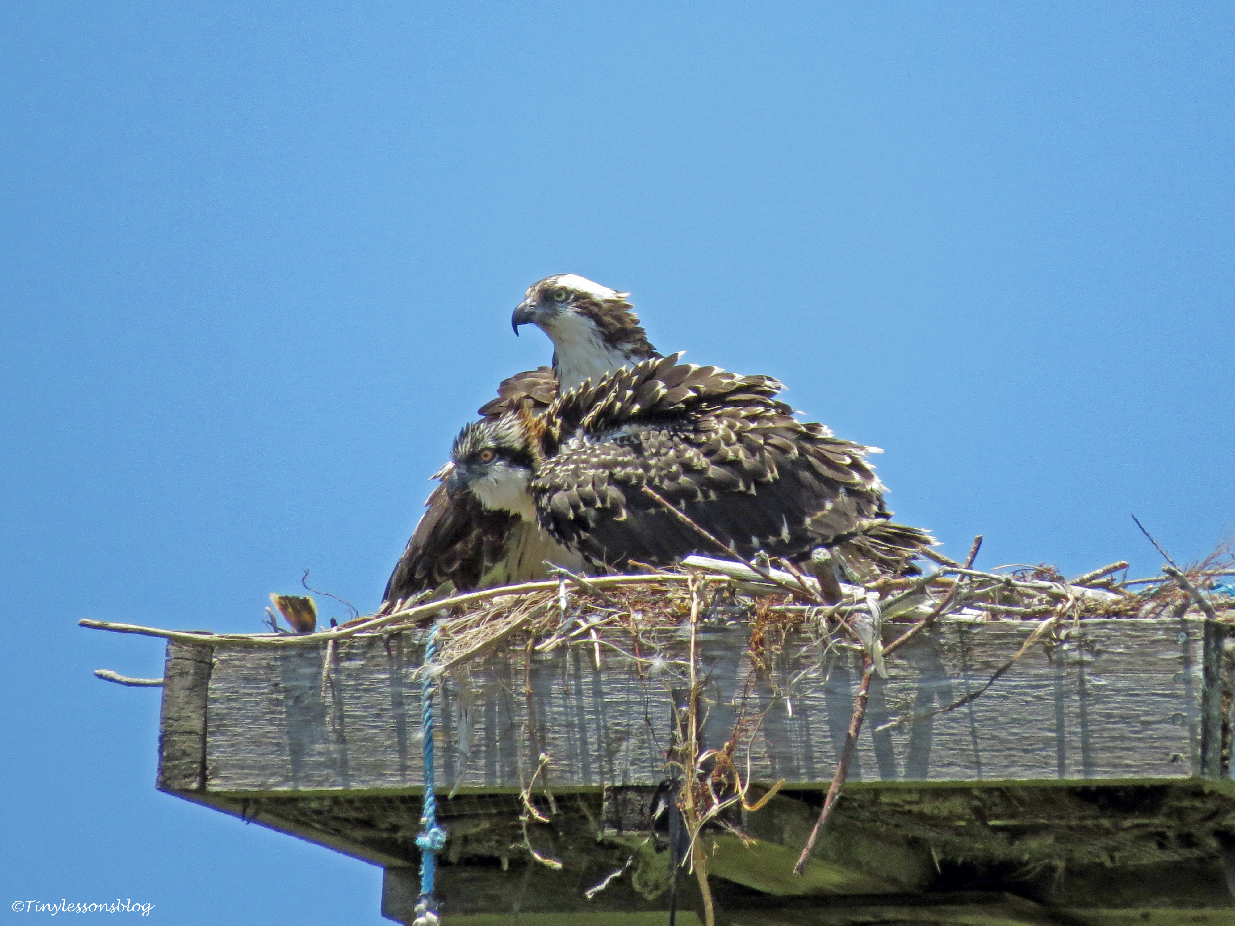 Female osprey and an osprey chick Sand Key park Clearwater Florida