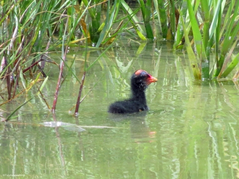 a Moorhen chick Sand Key Park Clearwater Florida