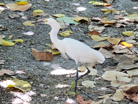 snowy egret Florida
