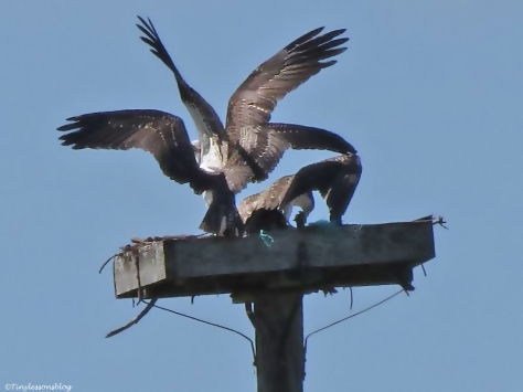 osprey chick tries to push the male osrey off the nest Sand Key Park Clearwater Florida