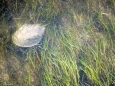 Green seabed - and a Horseshoe Crab