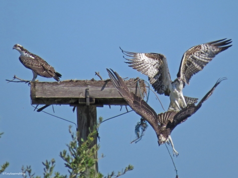 osprey chick chases the other chick away Sand Key Park Clearwater Florida