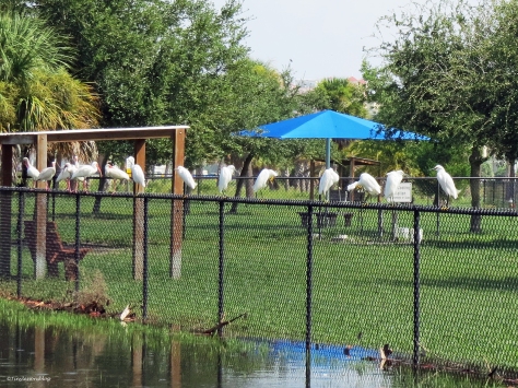 egrets and ibis perching on the fence in the dog park Sand Key park Clearwater Florida
