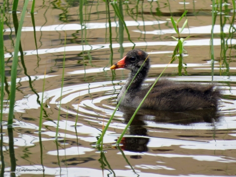 moorhen chick Sand Key park Clearwater Florida