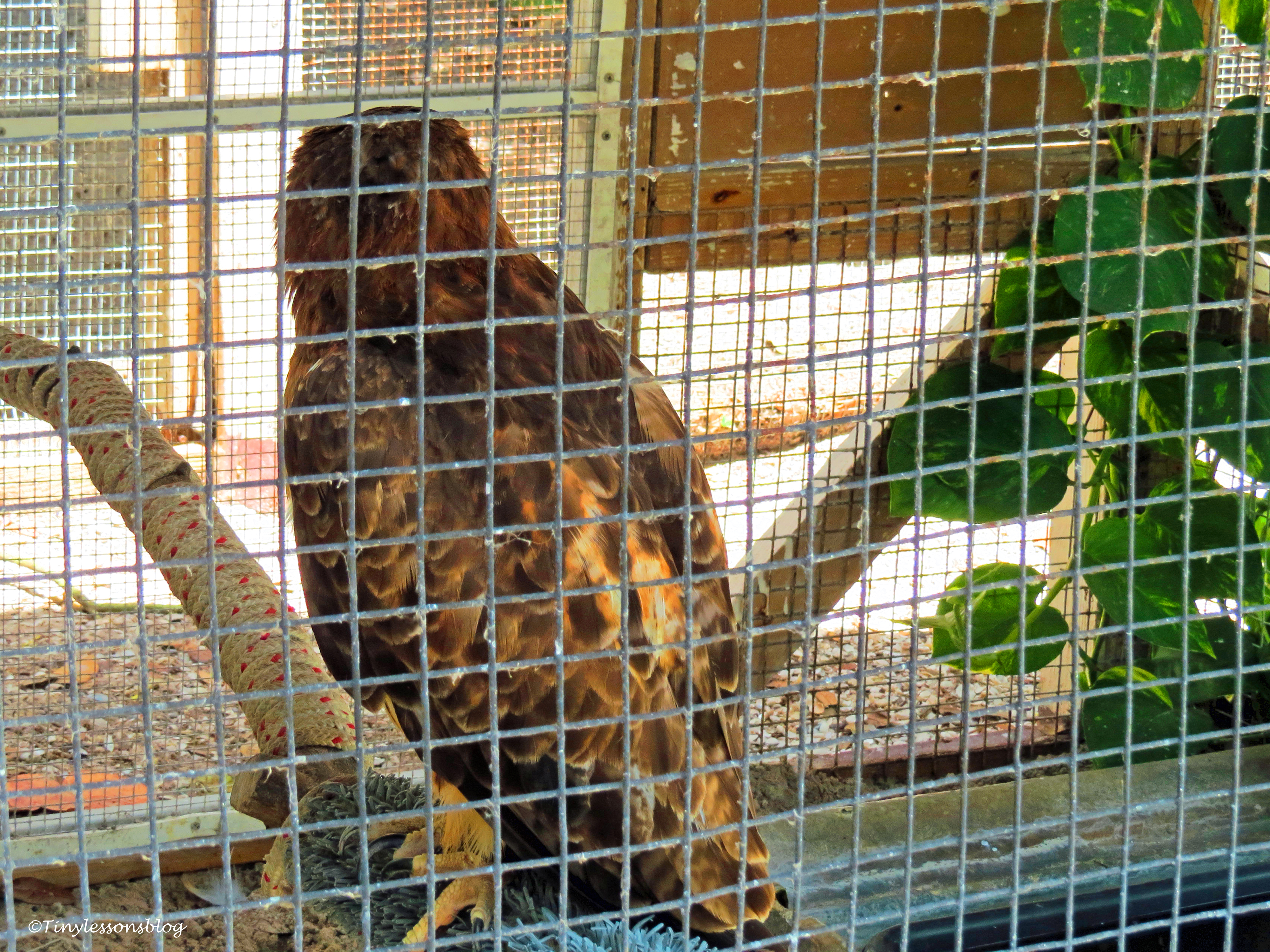 Red-shouldered hawk scbs