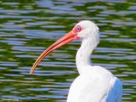 ibis ud26