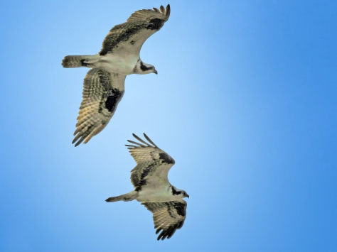 male and female osprey flying together