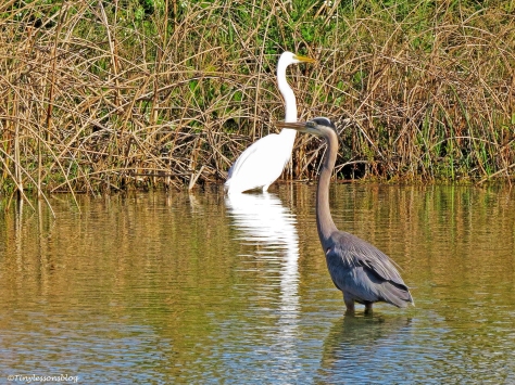 younger great blue heron and a great egret ud46