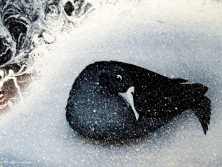 litho bird in the snow Leporanta Finland Au75g16 web UD75
