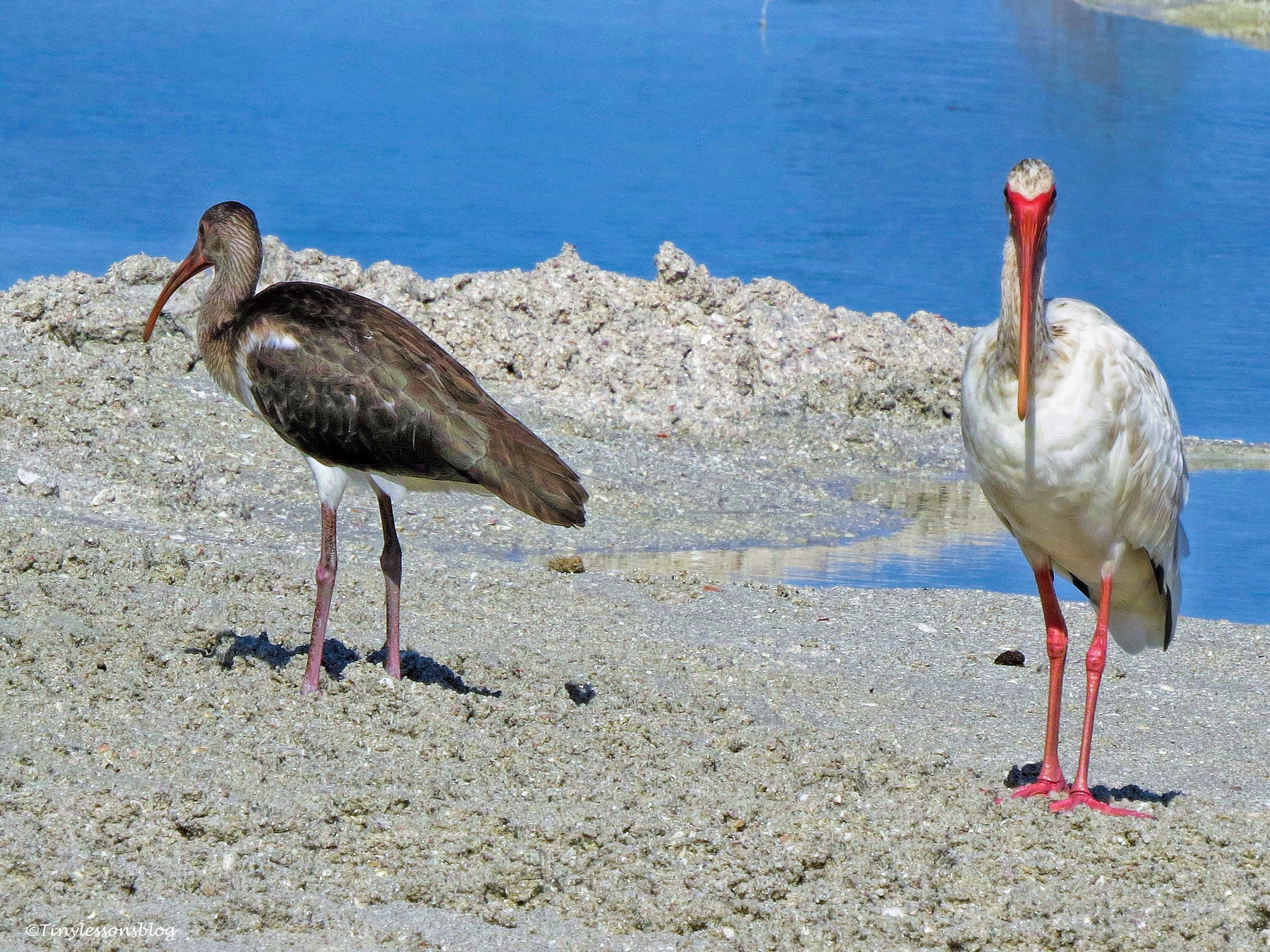 two juvenile ibis ud80.jpg