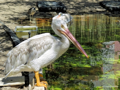 white-pelicans-at-scbs-ud81