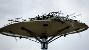 nest-176-disk-nest-platform-300x225-fl-osprey-watch