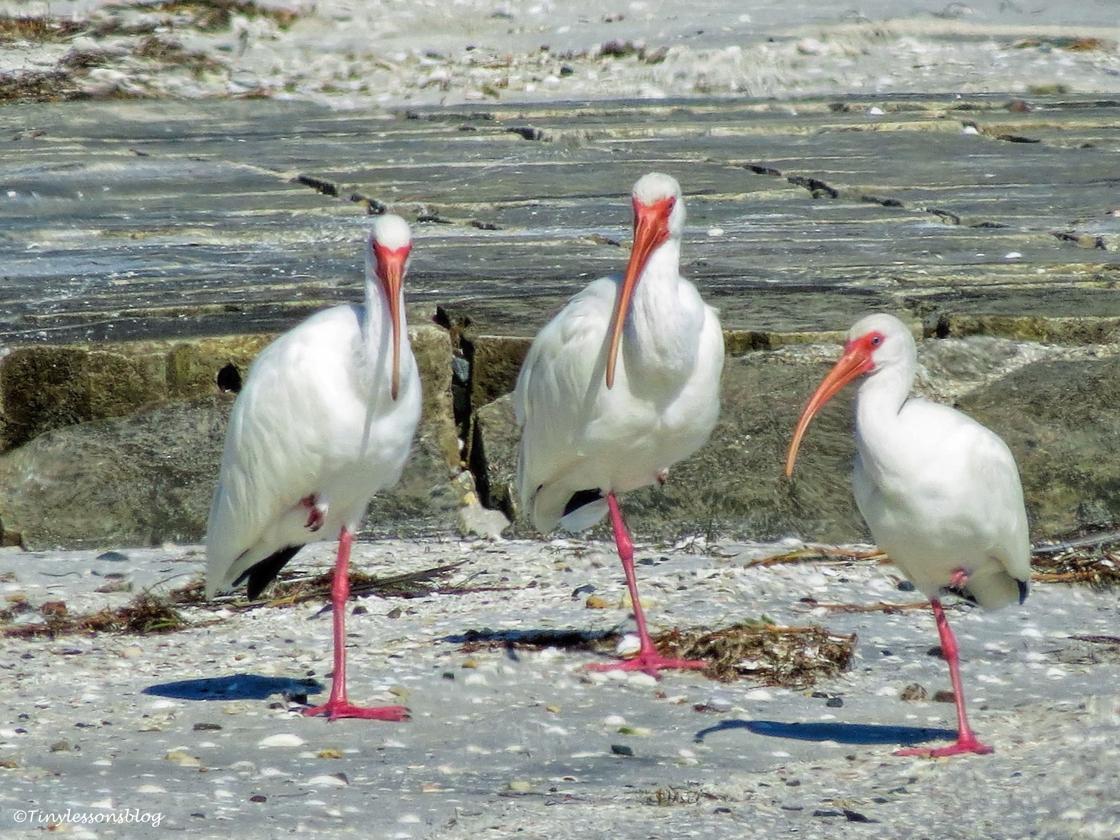 three-white-ibis-ud105