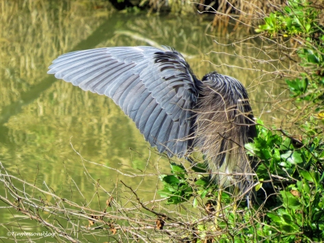 tricolored-heron-does-yoga-ud109