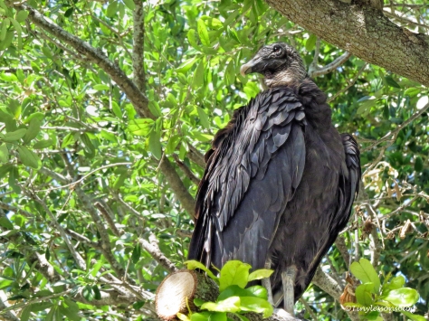 american black vulture ud121