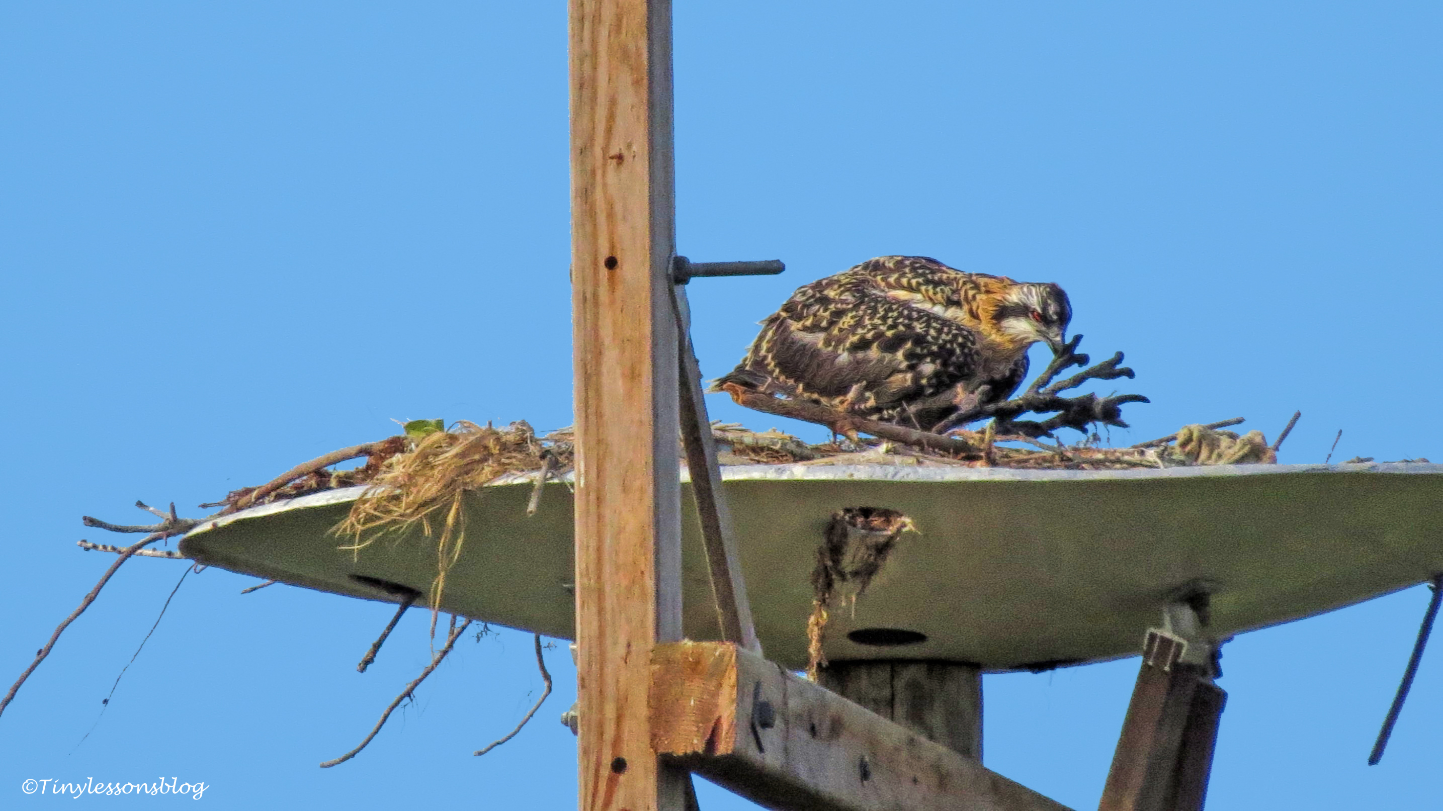 Osprey chick works on the nest 124