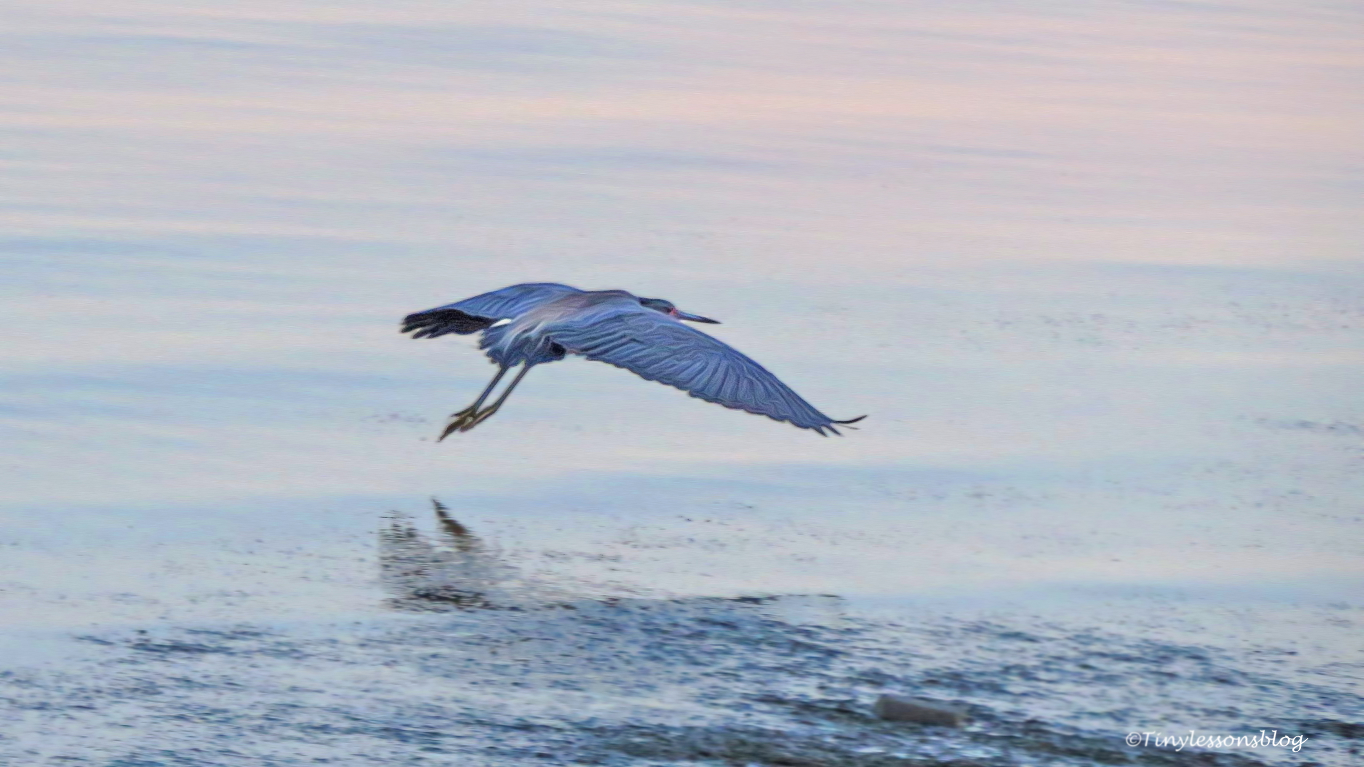 tri-colored heron flies away ud125