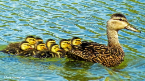 mama mottled duck with ducklings ud129