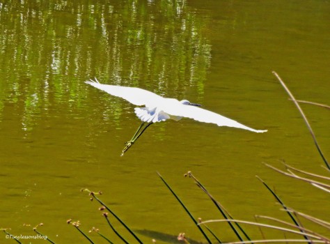 snowy egret flies away ud141