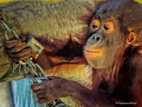 Baby chimpanzee UD148