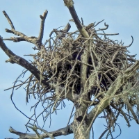 Ospreys and Nests. The Joys and Challenges of Home Ownership (WPC: Variation)