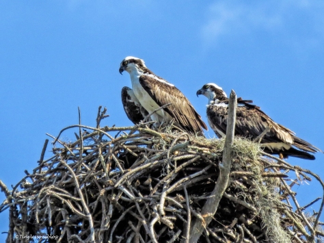 Osprey parent on Honeymoon Island UD150
