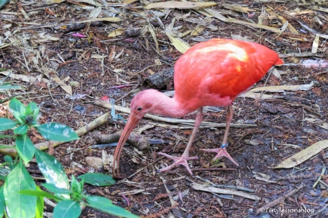 scarlet ibis UD148