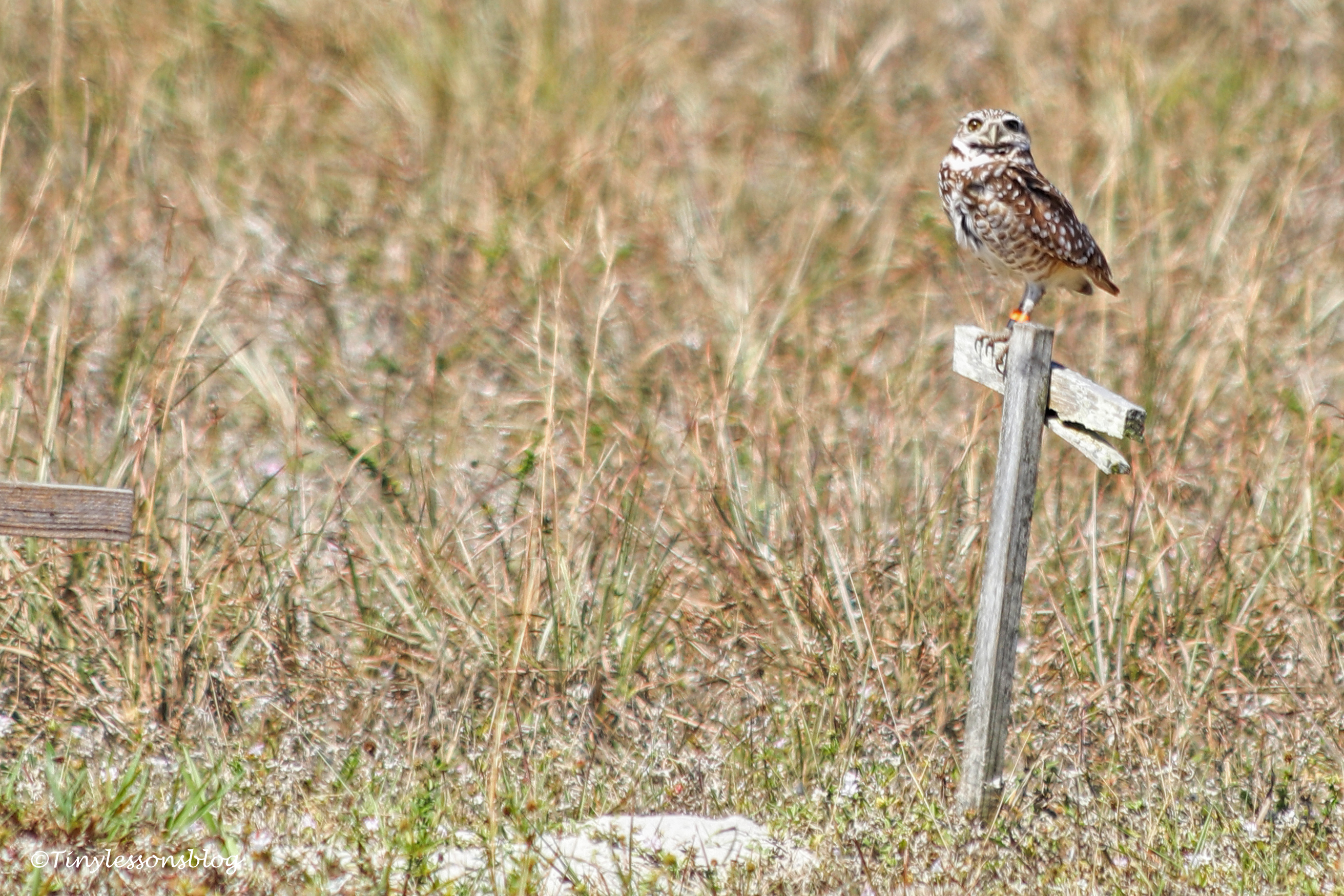 burrowing owl at his burrow UD152