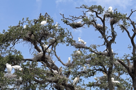 bird trees St Augustine UD160