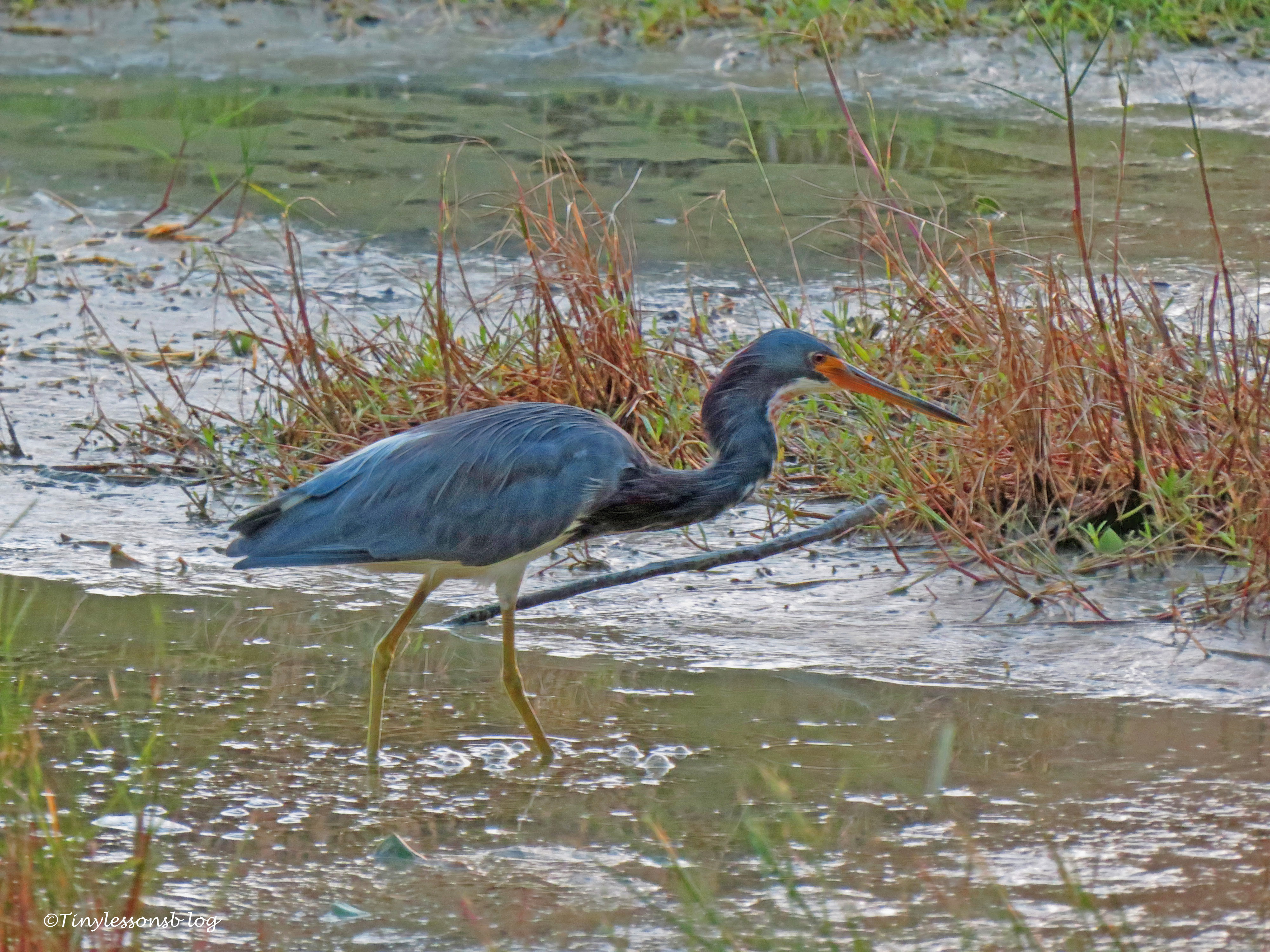 tri-colored heron at sunset ud171