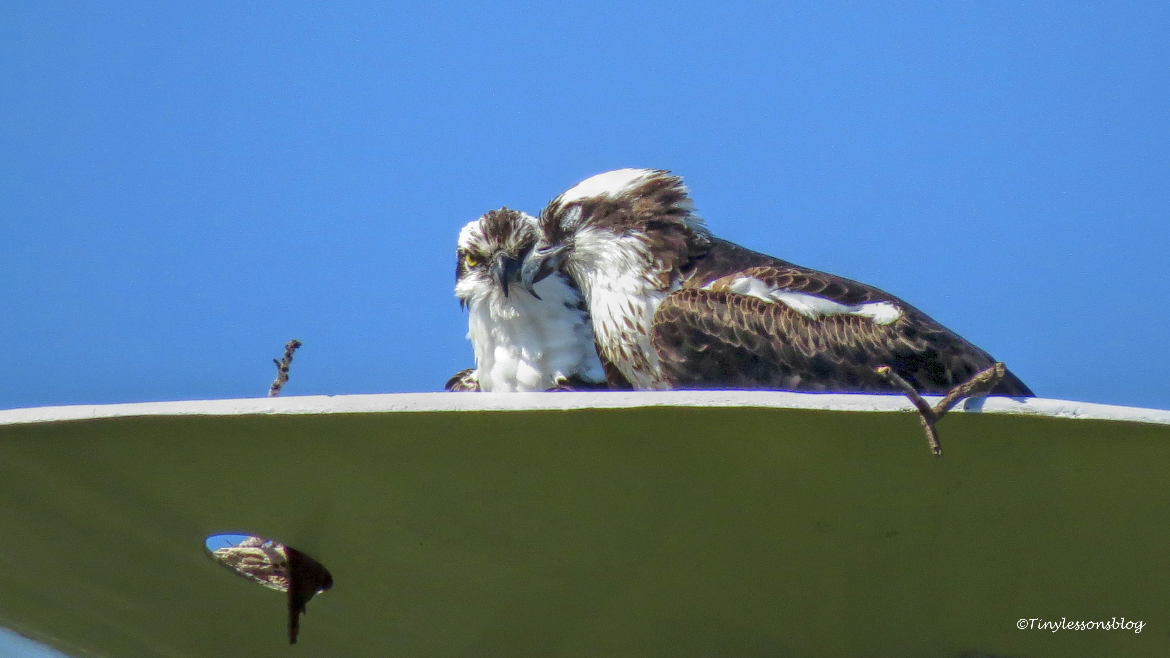 A Photographic Journey Through Nesting Season Inside an Ospreys Nest